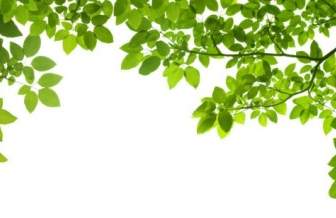 Green Leaf Background Hd Pictures