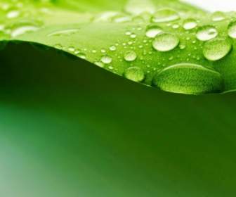 Green Leaf Drops Hd Picture