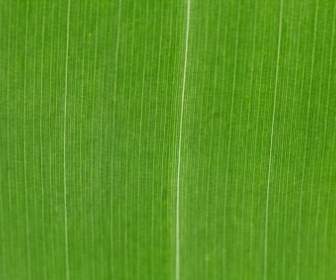 Green Leaf Pattern