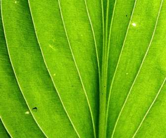 Closeup De Folhas Verdes Com A Fotografia De Fundo