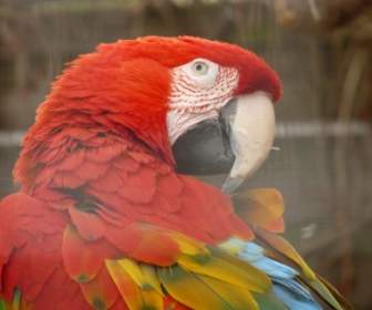 Green Macaw Parrot Dark Red Ara