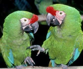 خلفية خضراء Macaws، الببغاوات الحيوانات