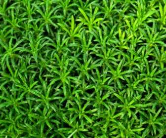 綠色的植物壁紙