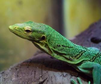 Grüne Reptil
