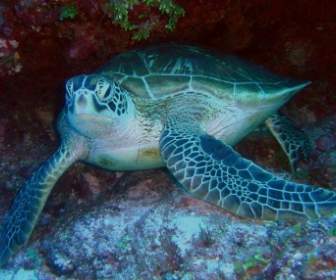 Green Sea Turtle Sea Ocean