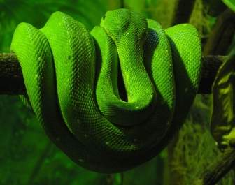 녹색 뱀 벽지 동물 뱀