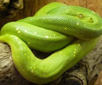 Python モレリア ネザサの緑の木をヘビします。