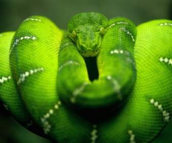 Carta Da Parati Di Pitone Verde Albero Serpenti Animali