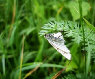 緑の縞白い草原の蝶