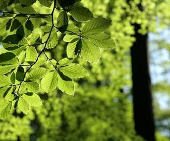 Grüne Vitalität Blätter Hat Foto