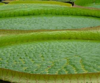 綠色睡蓮水生植物