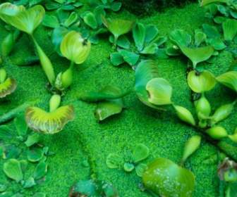 녹색 물 식물