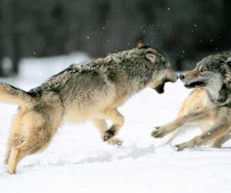 회색 늑대 늑대 동물 벽지