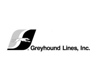 Garis-garis Greyhound