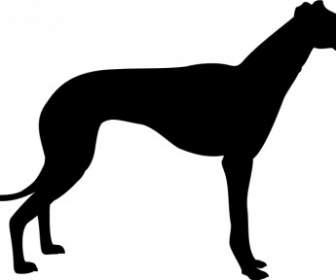 Silhouette De Greyhound
