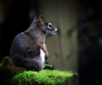 Ground Squirrel Animal Nature