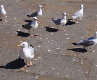 Group Of Seagulls