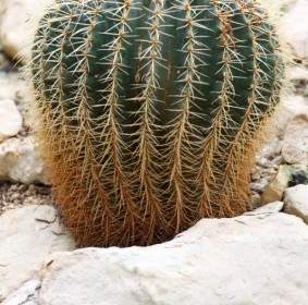 Coltivazione Di Cactus