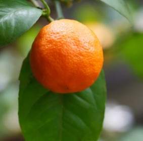 Cultivo De Mandarina