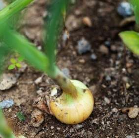 Growing Onion