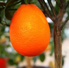Wachsende Orange