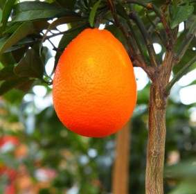 生長在樹上的橙色