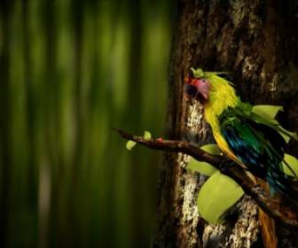 Guara Wallpaper Parrots Animals