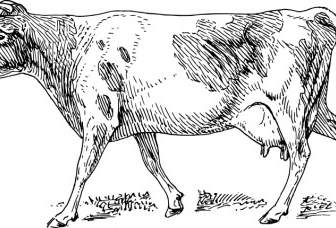 Vaca De Guernsey