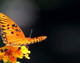 Golf Perlmutterfalter Leidenschaft Schmetterling Orange Schmetterling