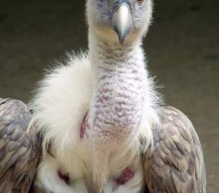 Gyps Fulvus Griffin Vulture Bird