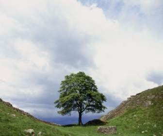Hadrian S Wand Tapete England Welt