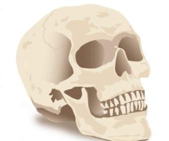 Vector Cráneo De Halloween