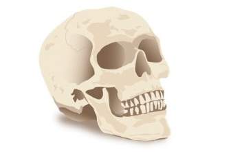 Vector Cráneo De Halloween
