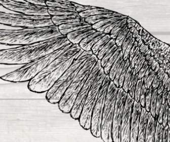 描かれた翼を手します。