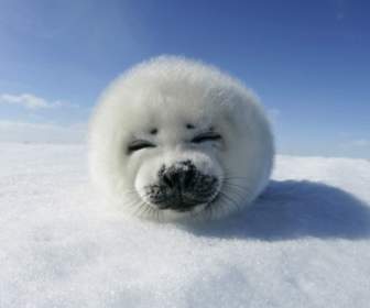 Harp Seal Wallpaper Seals Animals