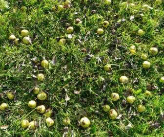 harvest fruit pears