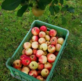 Récoltés De Pommes