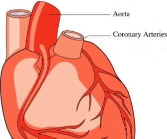 Heart Medical Diagram Clip Art