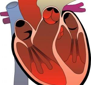 قلب الرسم التخطيطي الطبية قصاصة فنية