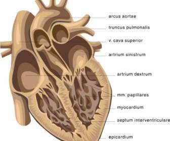 심장 의료 다이어그램 클립 아트