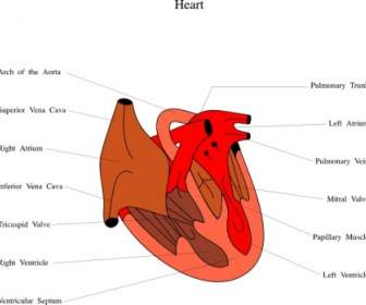 Arte De Grampo De Diagrama Médico Do Coração