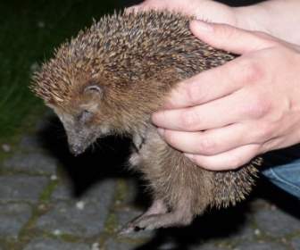 Hedgehog Animal Prickly