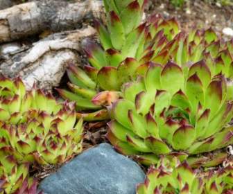 hens and chicks plant nature