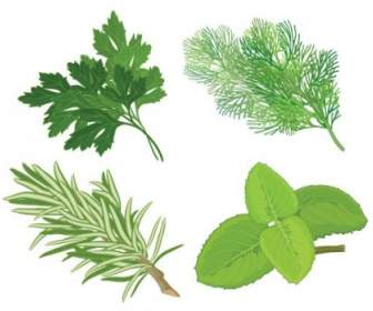 Herbal Leaves Vector