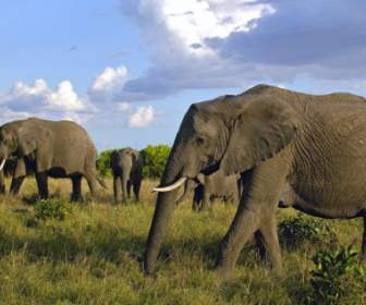 ฝูงช้างแอฟริกาพื้นหลังช้างสัตว์