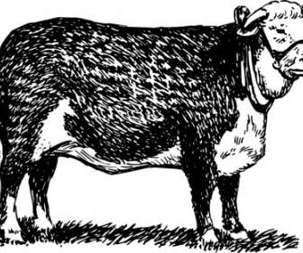 ヘレフォード牛