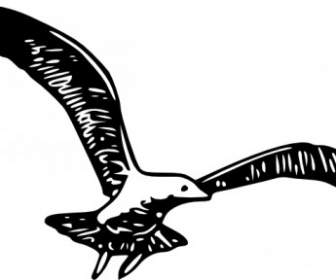 Herring Gull B Clip Art