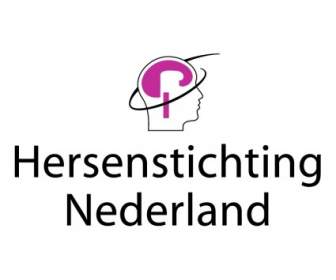 Hersenstichting 荷蘭
