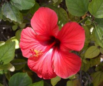 Flor De Hibiscus Rojo