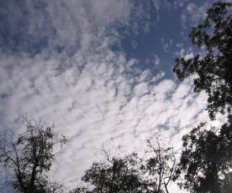 High Clouds And Trees